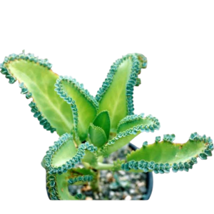 Mother of Thousands, or Mexican Hat Plant