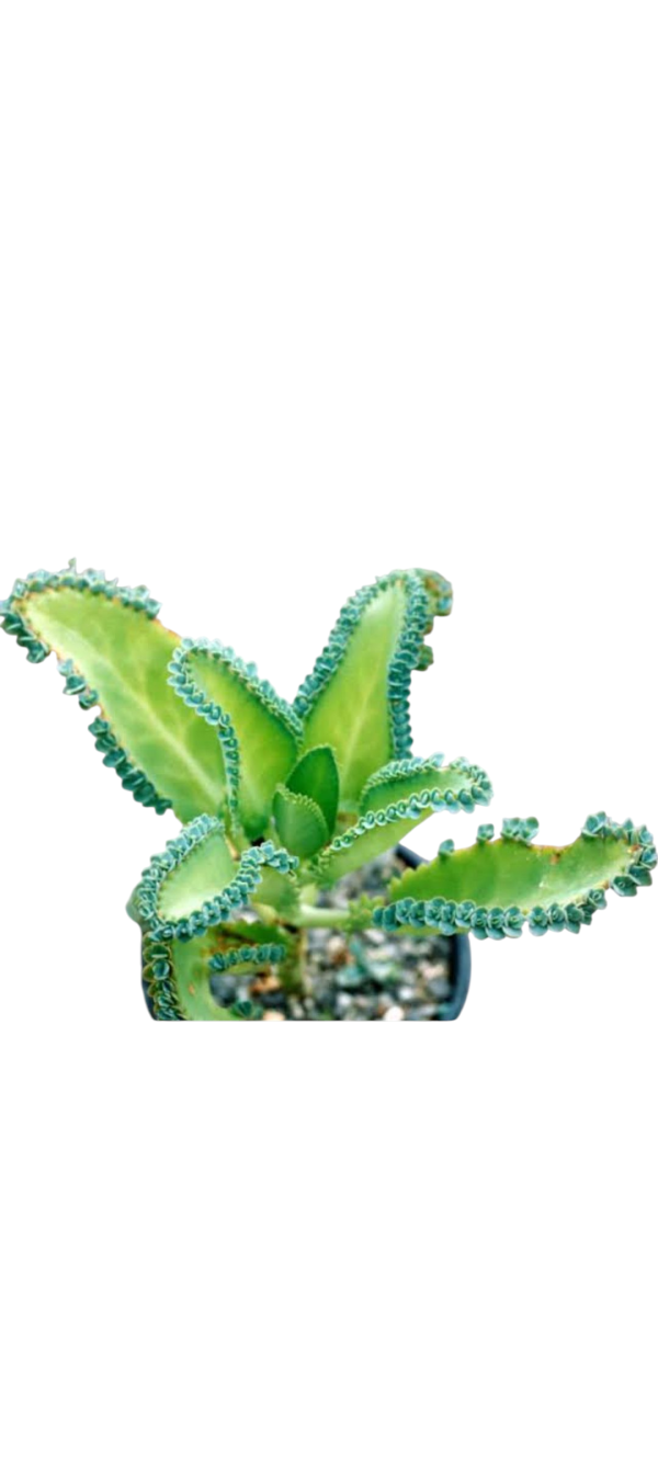 Mother of Thousands, or Mexican Hat Plant