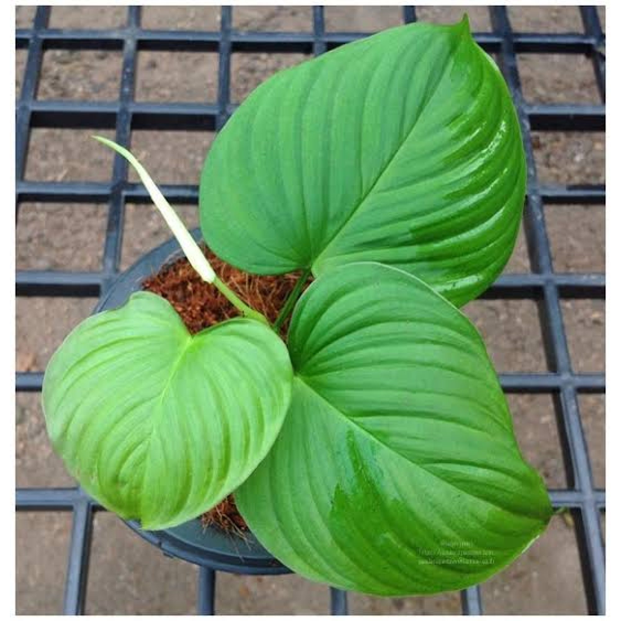 Philodendron Fibraecataphyllum – Nature Sense