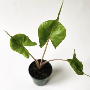 Alocasia Stingray Small