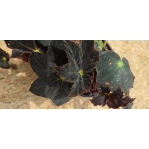 Begonia black velvet