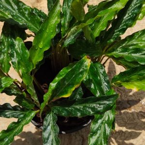 Calathea Rufibarba