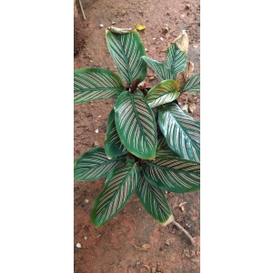Calathea Ornata