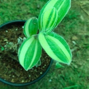 Tradescantial Silla Montana Variegated