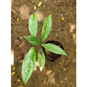 Hoya pubicalyx 'Splash'