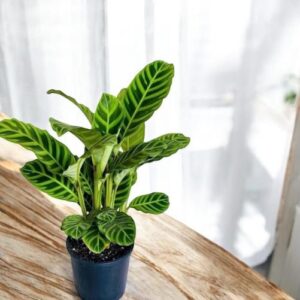 Calathea Zebrina