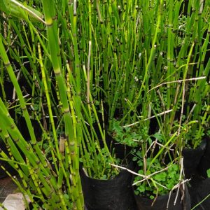 Water Bamboo