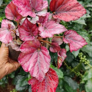Begonia Rex Red Bull