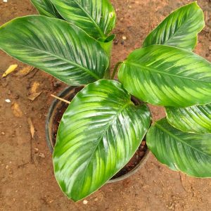 Calathea Beauty Star