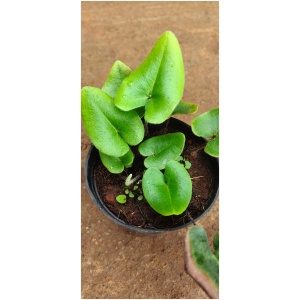 Heart Leaf fern