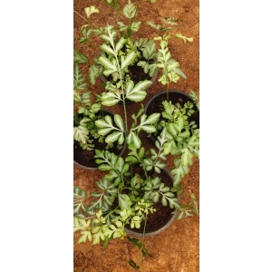 Silver Lace Fern