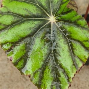 Eyelash Begonia Bowerae