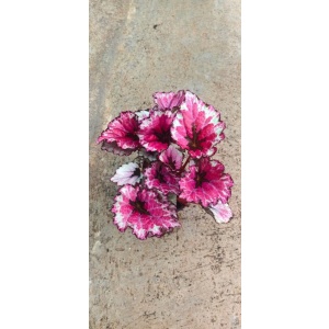 Rex Begonia Spitfire