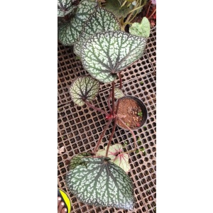 Begonia Freda