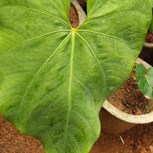 Anthurium Faustomirandae