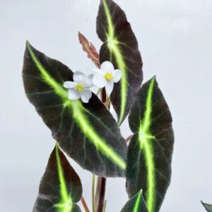 Begonia Listada