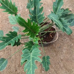 Philodendron Xanadu