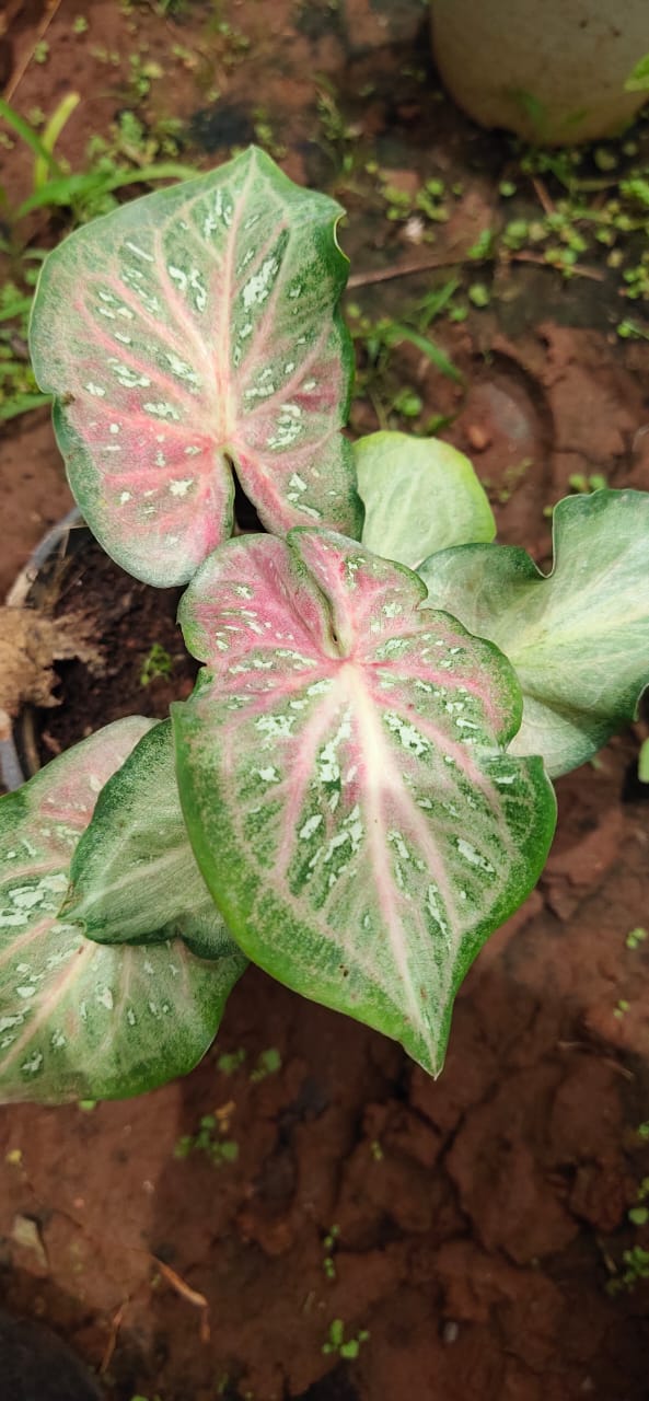 caladium pink blush hybrid
