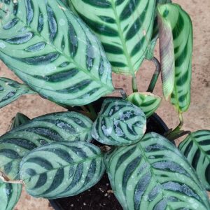 Fishbone Prayer plant ( Calathea) -