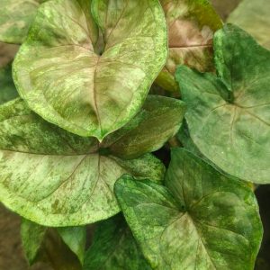 Matcha Sprinkle Syngonium