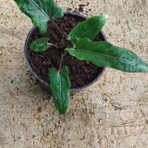 Alocasia Lauterbachiana ( Small )