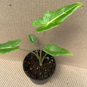 Alocasia Sarian