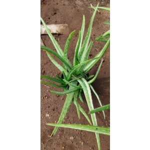 Variegated AloeVera ( single plant )