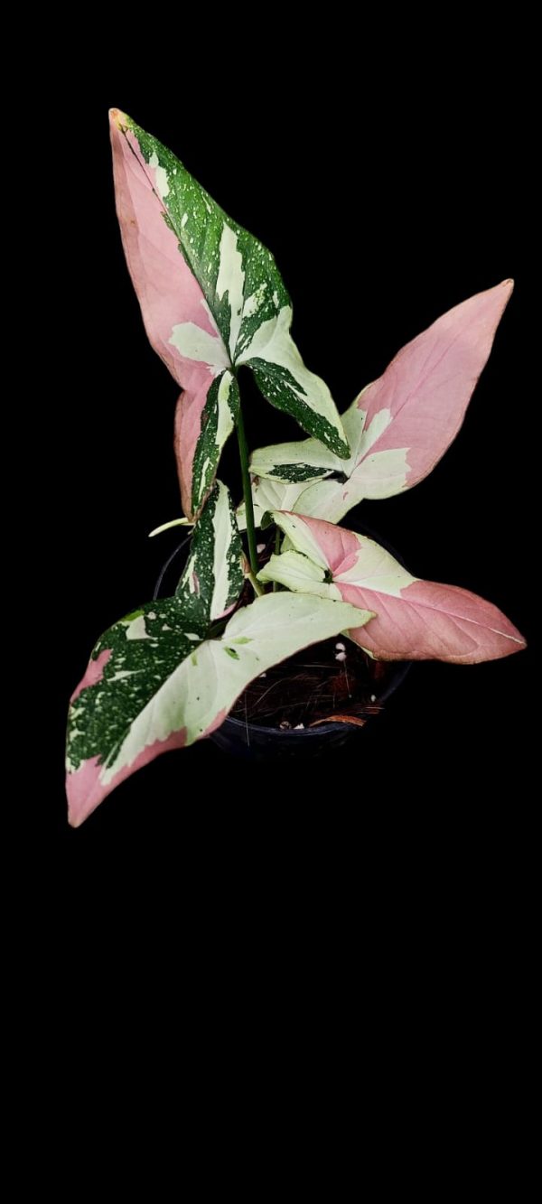 Syngonium Red Spot Tricolor