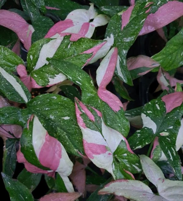 Syngonium Red Spot Tricolor - Image 2