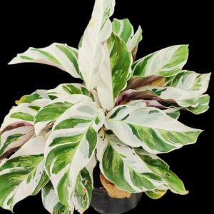 Calathea White fusion ( multiple shoots)