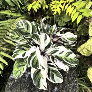 Calathea White fusion ( multiple shoots)