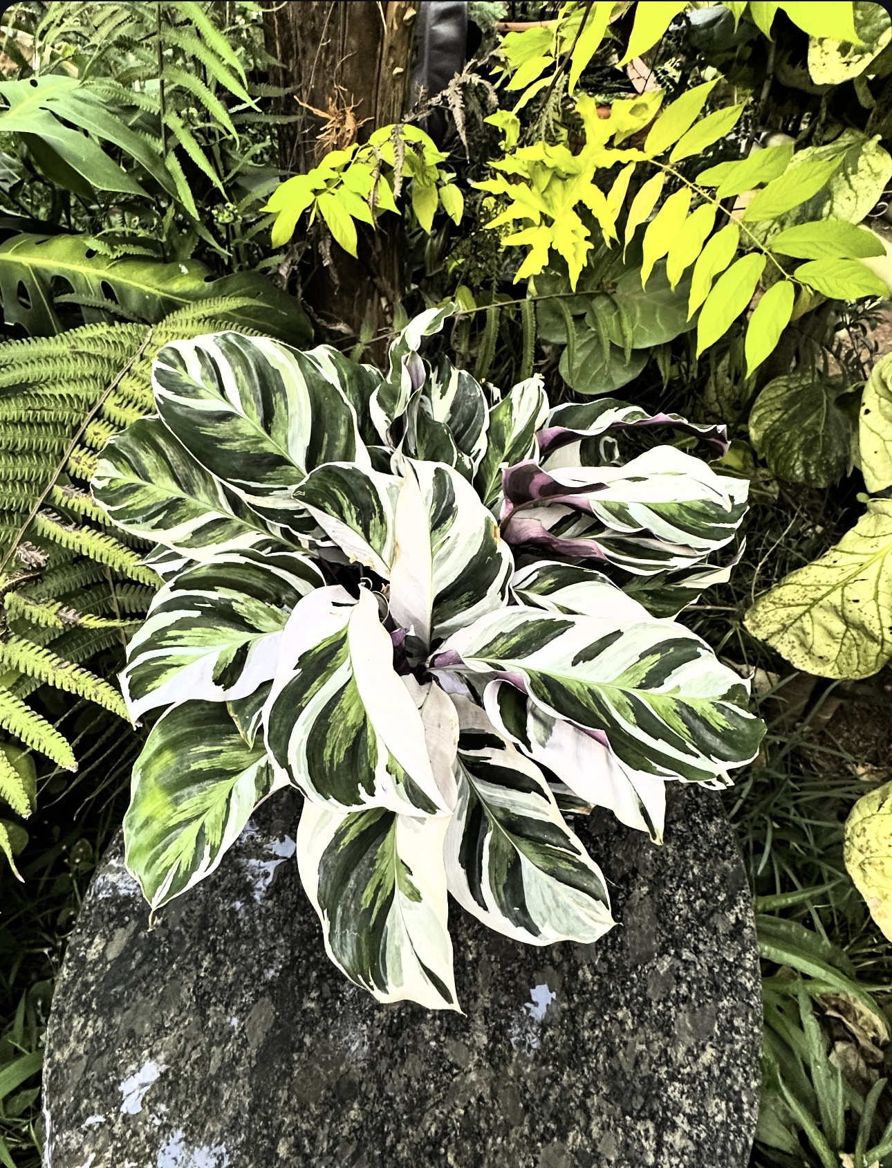 Calathea White fusion ( multiple shoots)