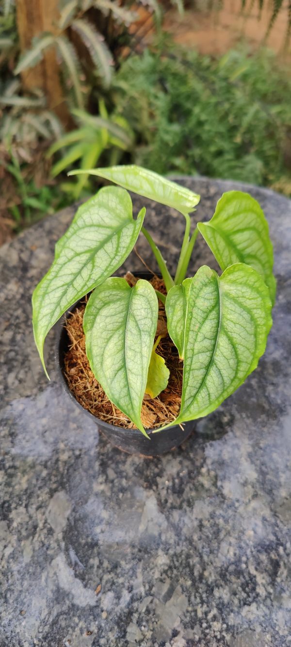 monstera siltepecana el salvador - Image 2