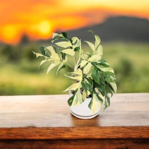 rhaphidophora tetrasperma variegated ( Rare plant )