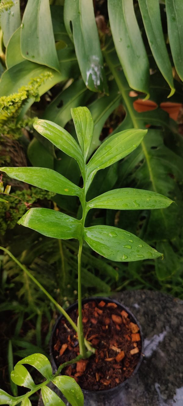 Monstera subpinnata - Image 3