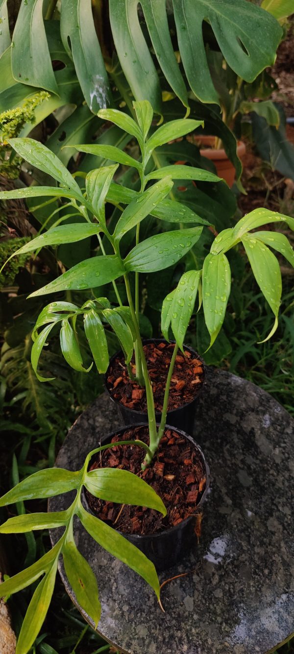 Monstera subpinnata