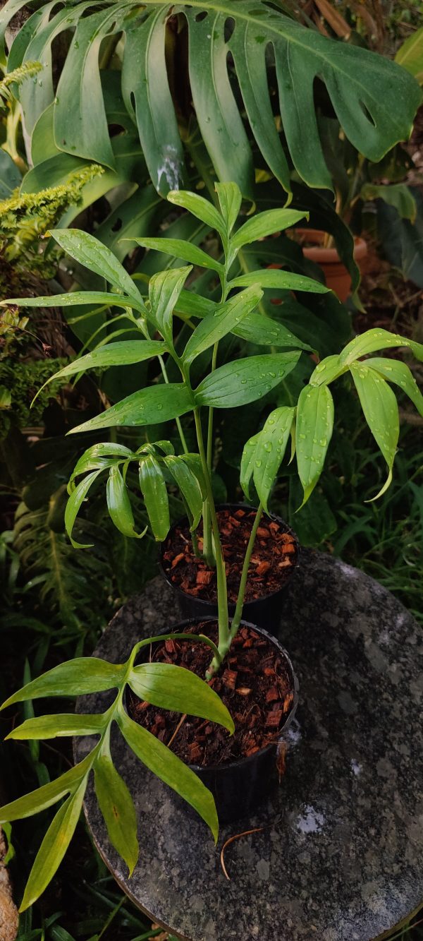 Monstera subpinnata - Image 2