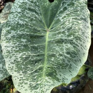 Colocasia Leopard or Colocasia Aquatilis Phu Sang