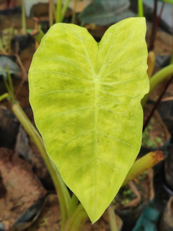 Colocasia siam gold ( rare) - Image 3