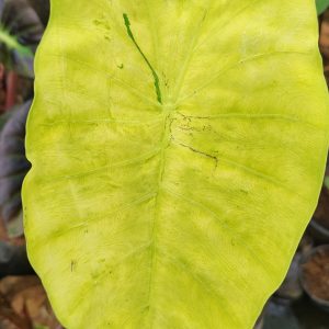 Colocasia siam gold ( rare)