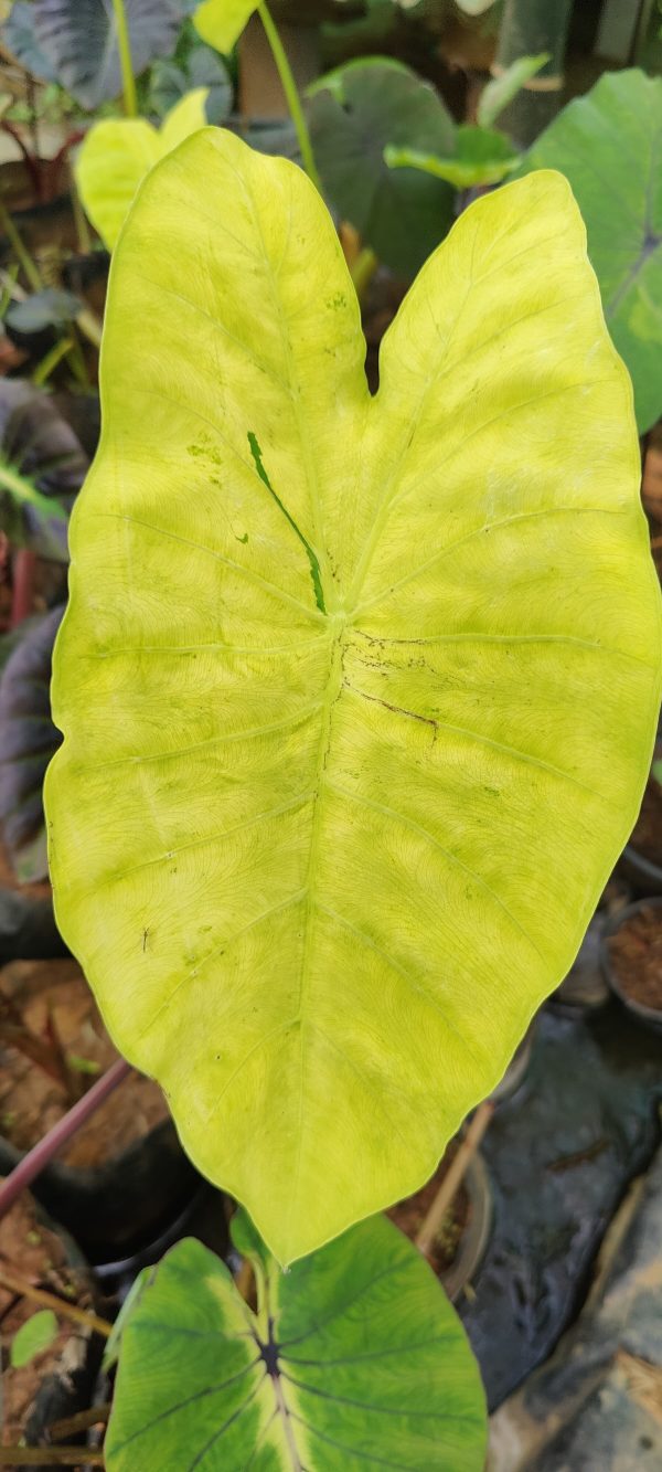 Colocasia siam gold ( rare)