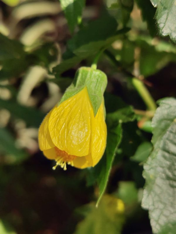 Abutilon Darwinii or Callianthe Darwinii yellow