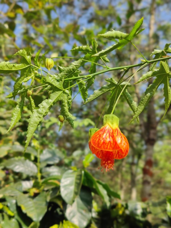 Abutilon Pictum Callianthe plant - Image 3