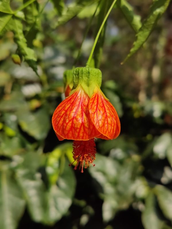 Abutilon Pictum Callianthe plant