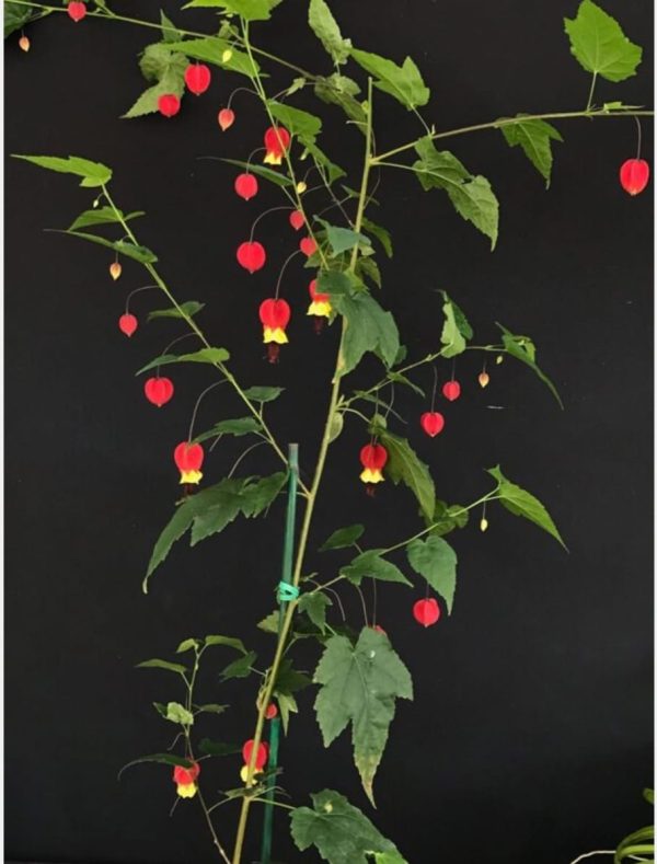 Abutilon megapotamicum - Image 4