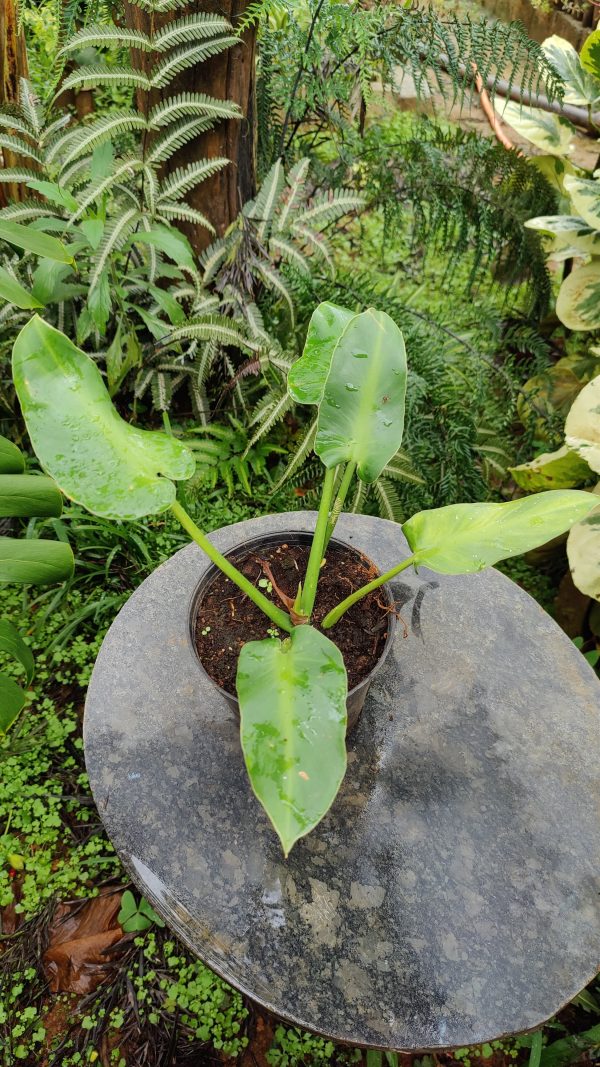 Philodendron rugosum