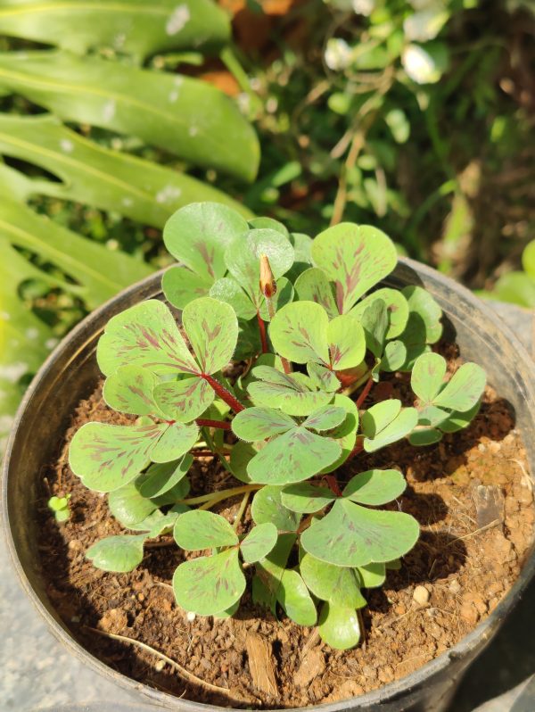 Oxalis glauca - Image 2