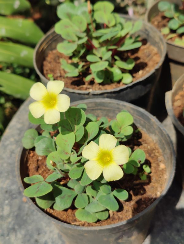 Oxalis glauca