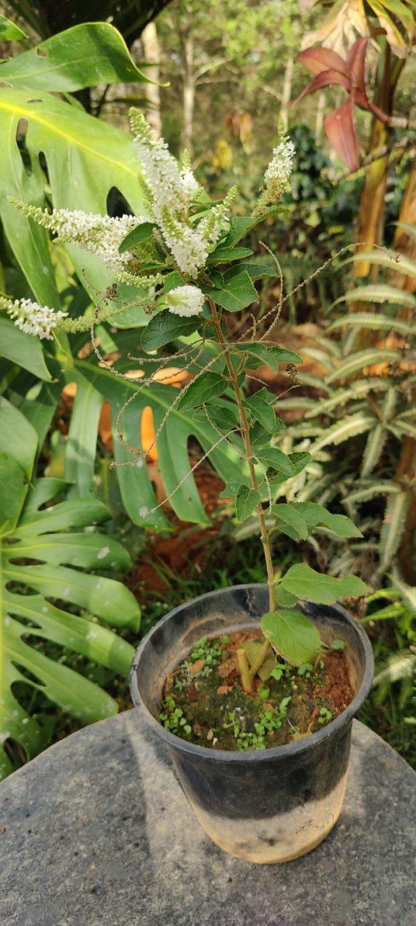 Aloysia virgata - Image 3