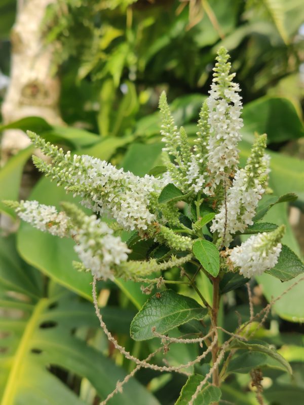 Aloysia virgata